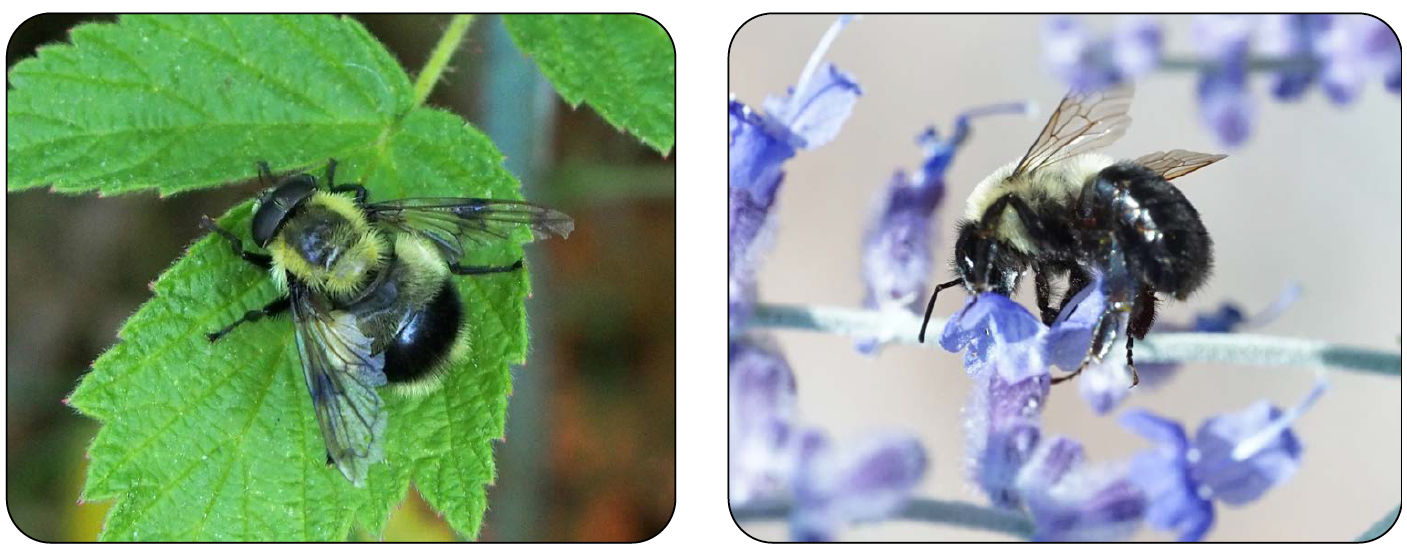 An adult hover fly and an adult bumble bee.